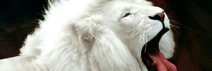 Qwaloquacious's profile banner image