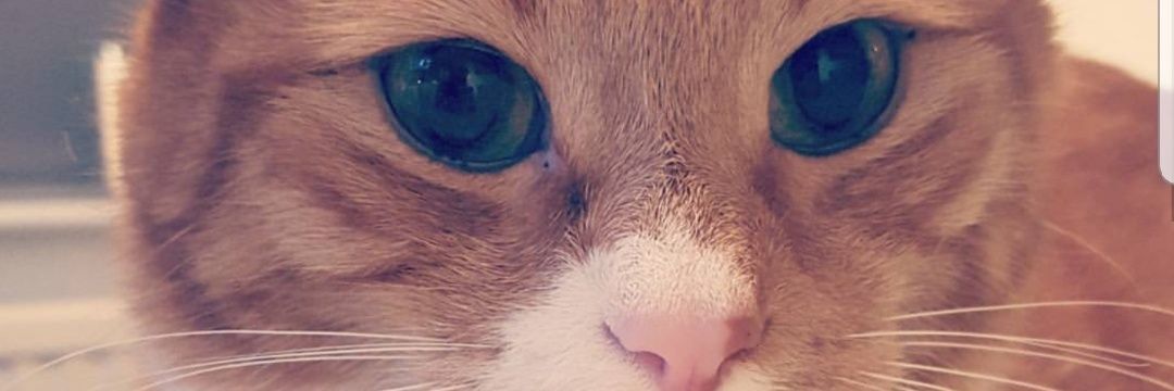 feface's profile banner image