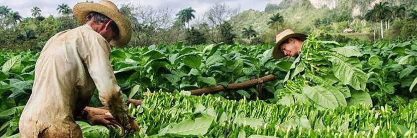 SouthernTobacco's profile banner image