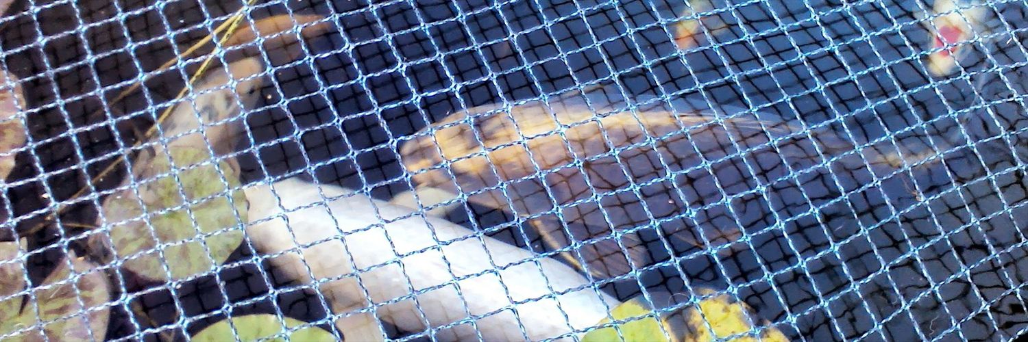 Kala, Bonnie, Skye 🐕🐕🐕🐾🐾 Kitty (mum) banner