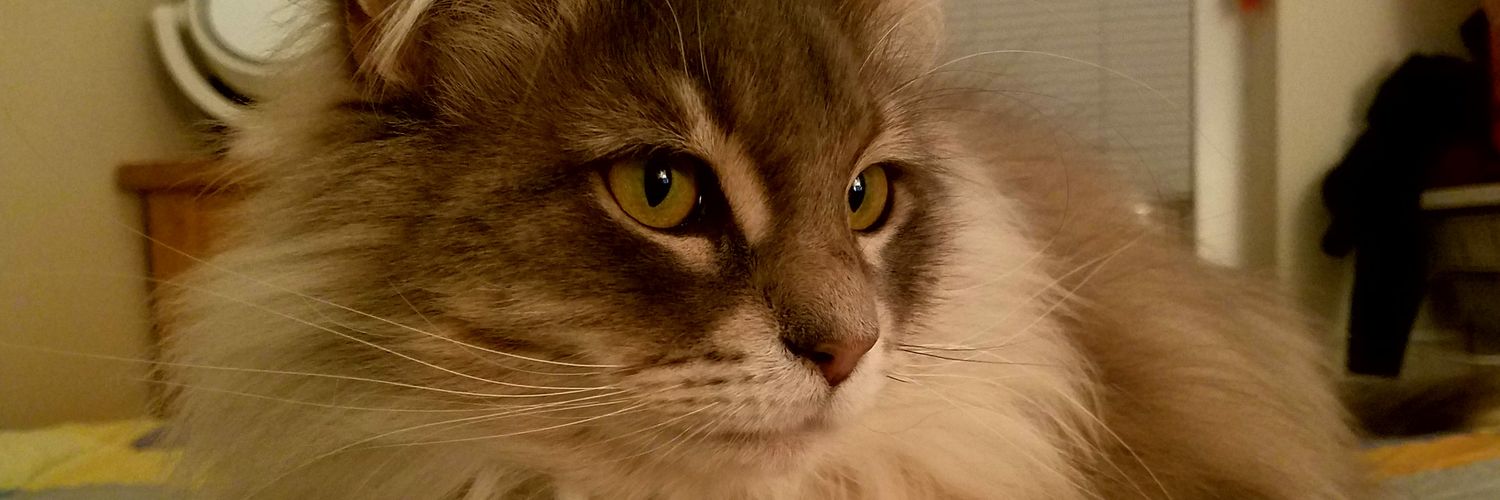 MuffinMages's profile banner image