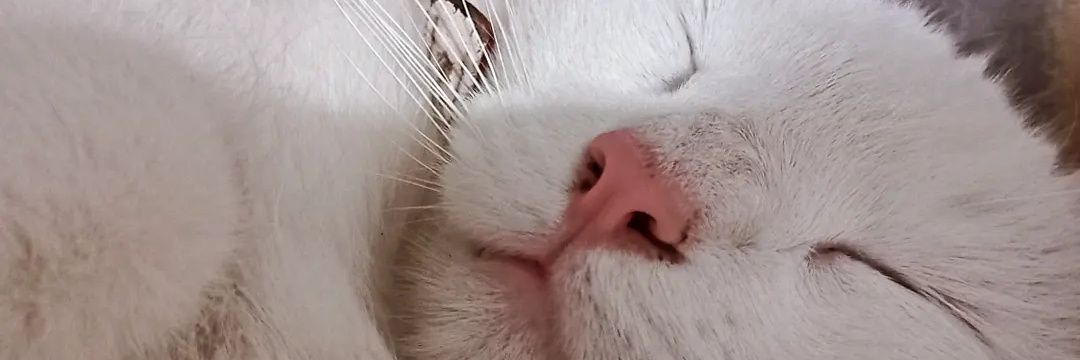 LeihJatuff's profile banner image