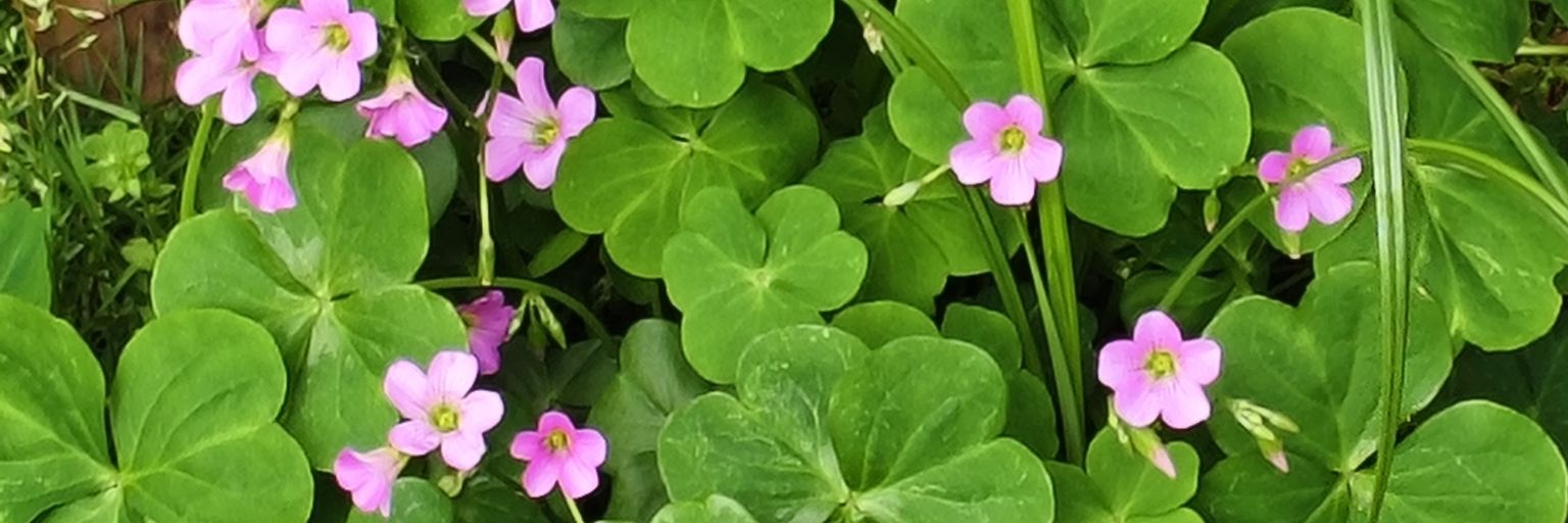 cailfff banner