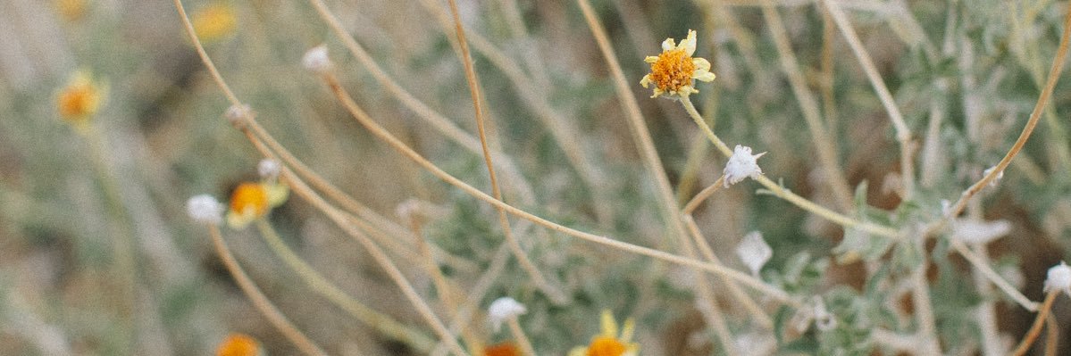 paigejonesPHOTO's profile banner image