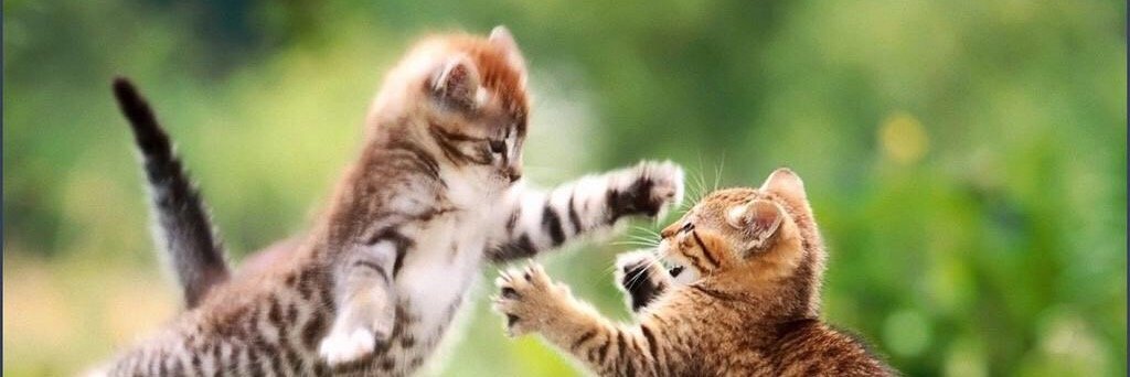 Jeremy Gordon banner