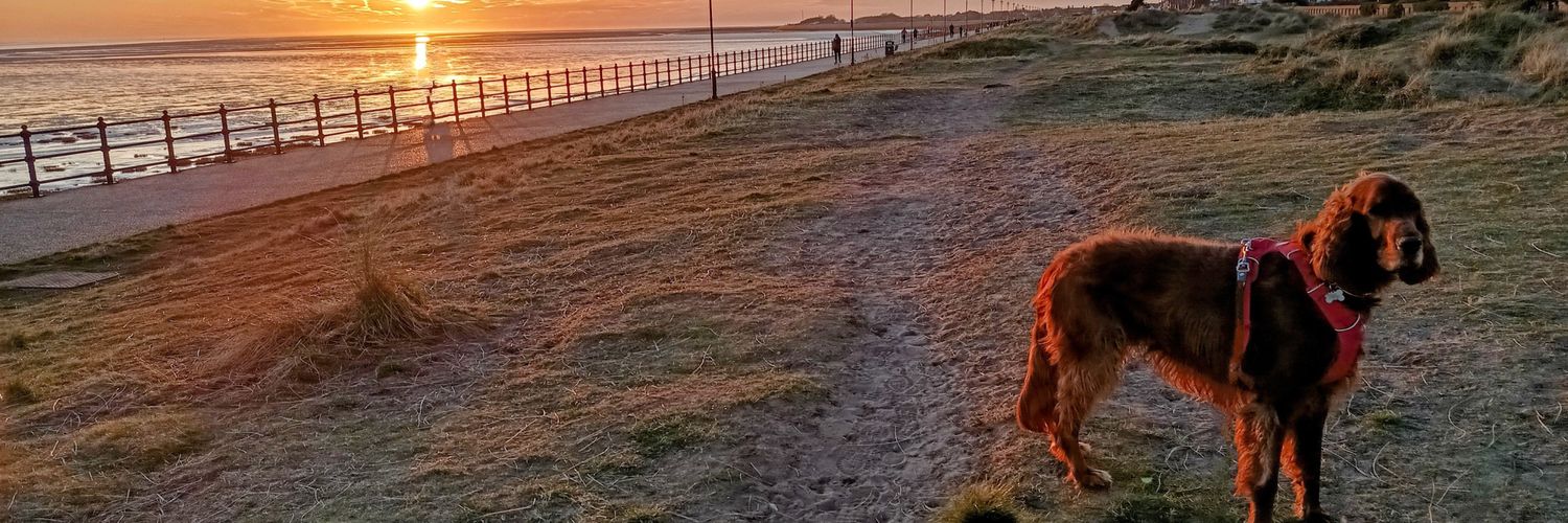 Mike 🐕 banner