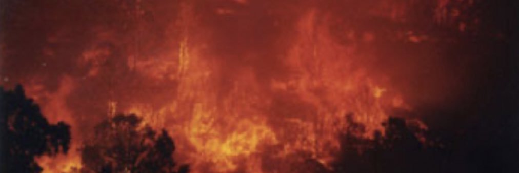 Linette Paille banner