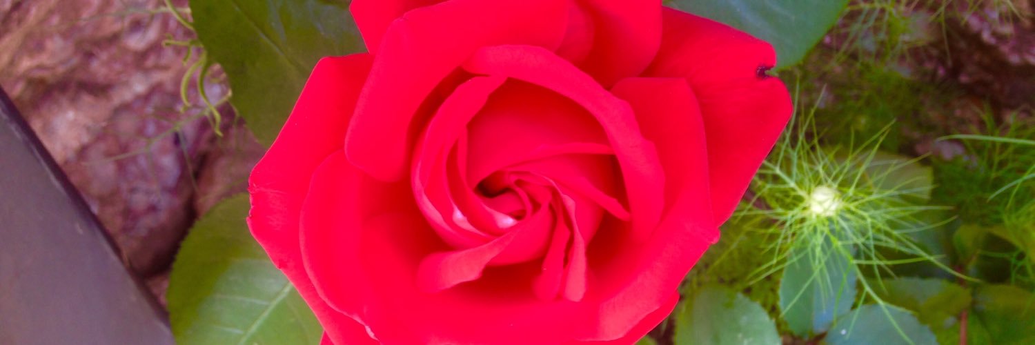 binky1's profile banner image
