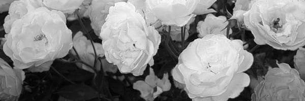 𝑀𝑎𝑤𝑎𝑟 𝑆ℎ𝑎𝑘𝑖𝑟𝑎 banner