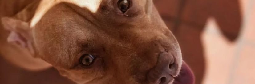 flormfernandes's profile banner image