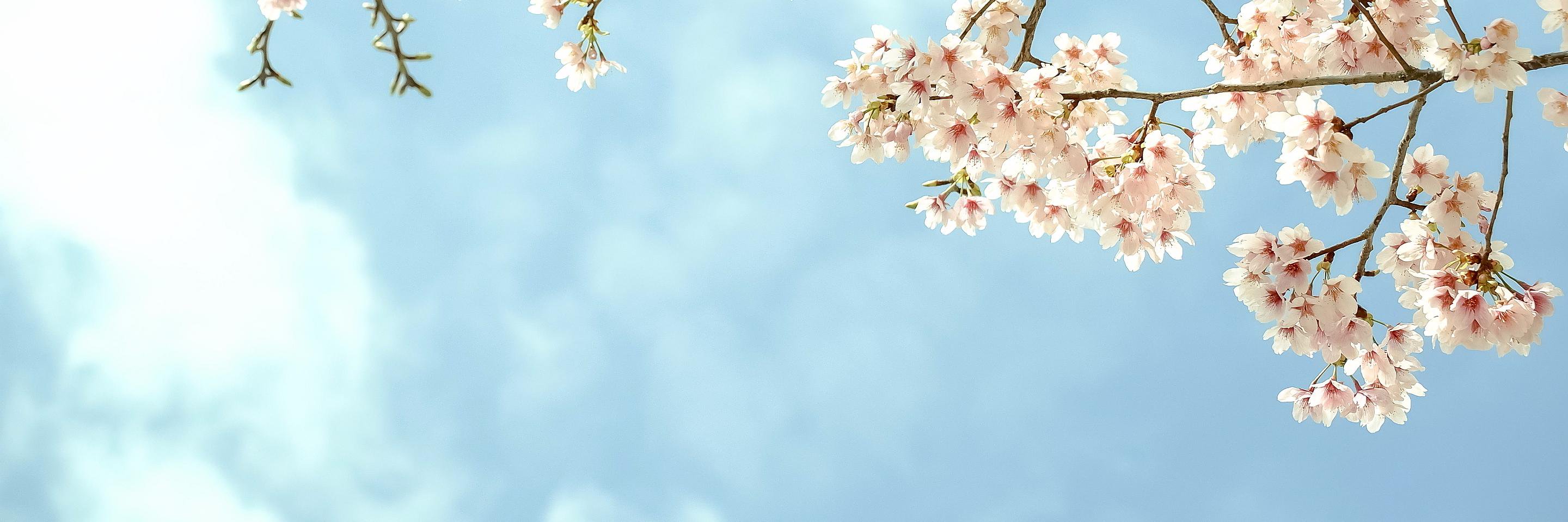 MichelLisman's profile banner image