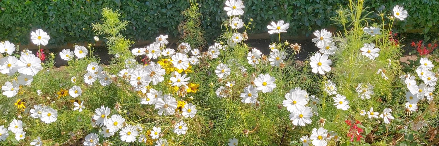 Alicia Civera Moure banner