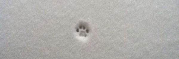 aheartswarming Profile Banner