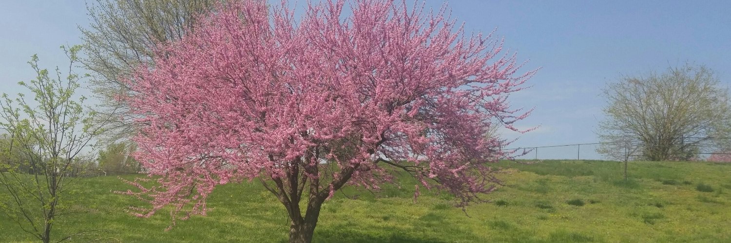 sallycherry's profile banner image