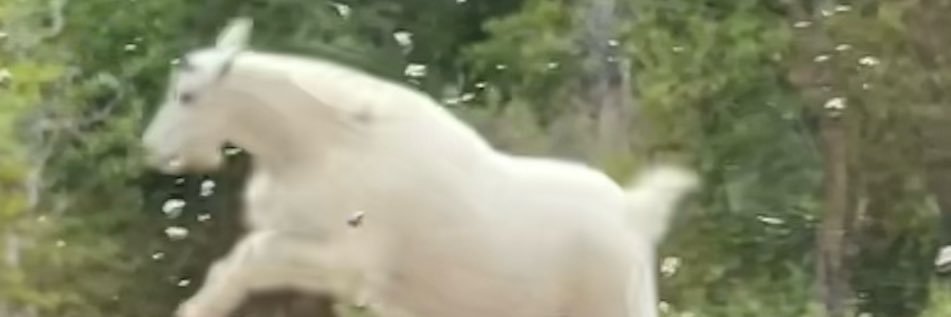 David Pro 🎶 banner