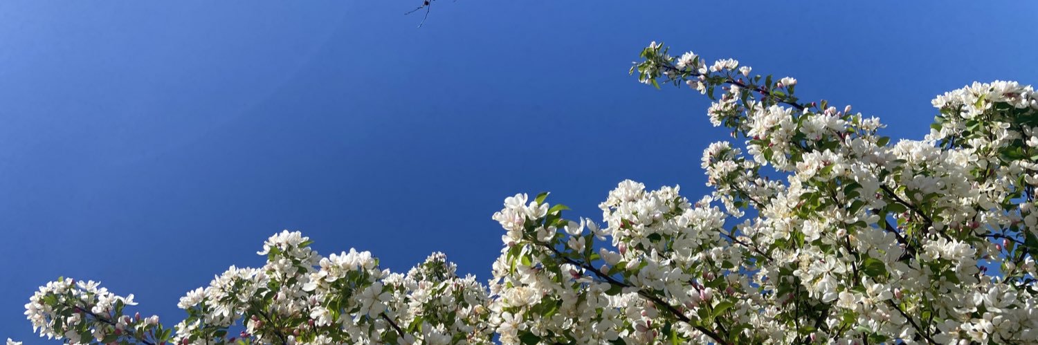 madeleinecook's profile banner image