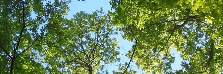 fieldsrecordist's profile banner image