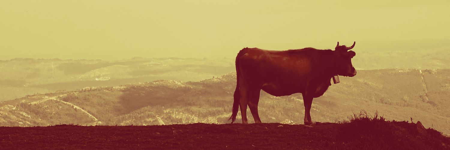 drake_ramallo's profile banner image