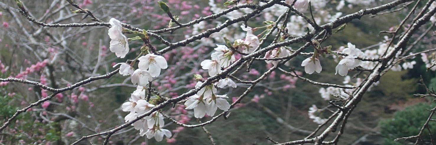 しーだよ✌︎ banner