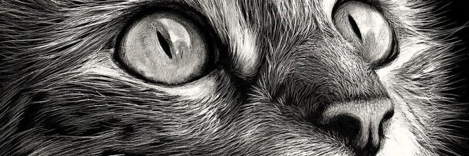 siulzgue's profile banner image