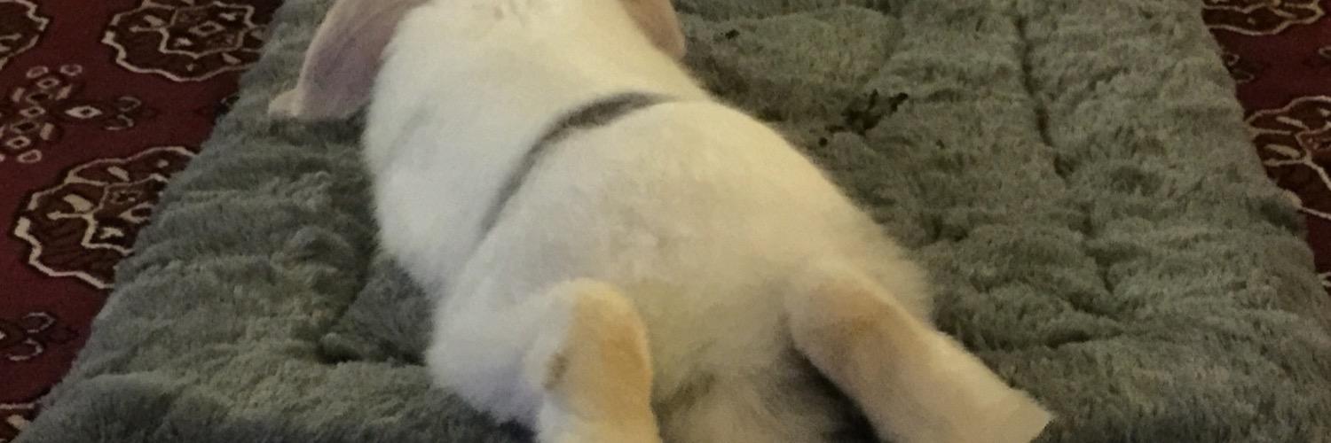 bunnysnooze's profile banner image