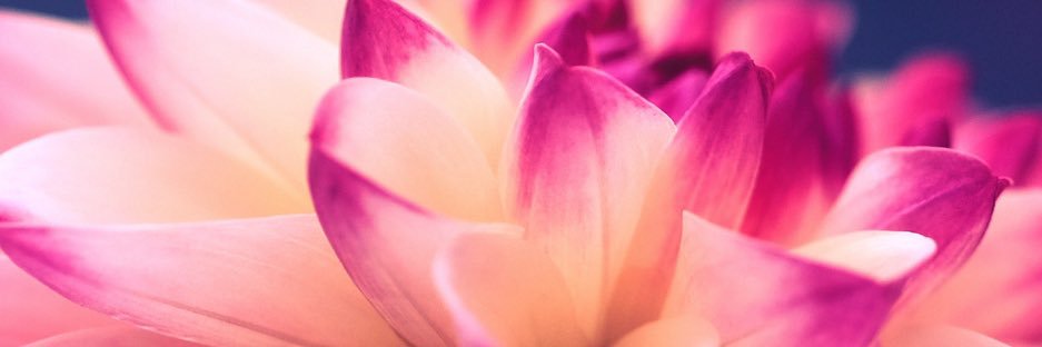 Sarahhdipity's profile banner image