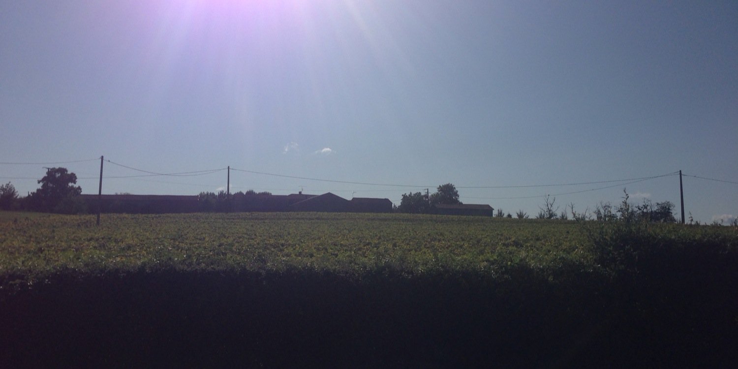 Danielle Hare banner