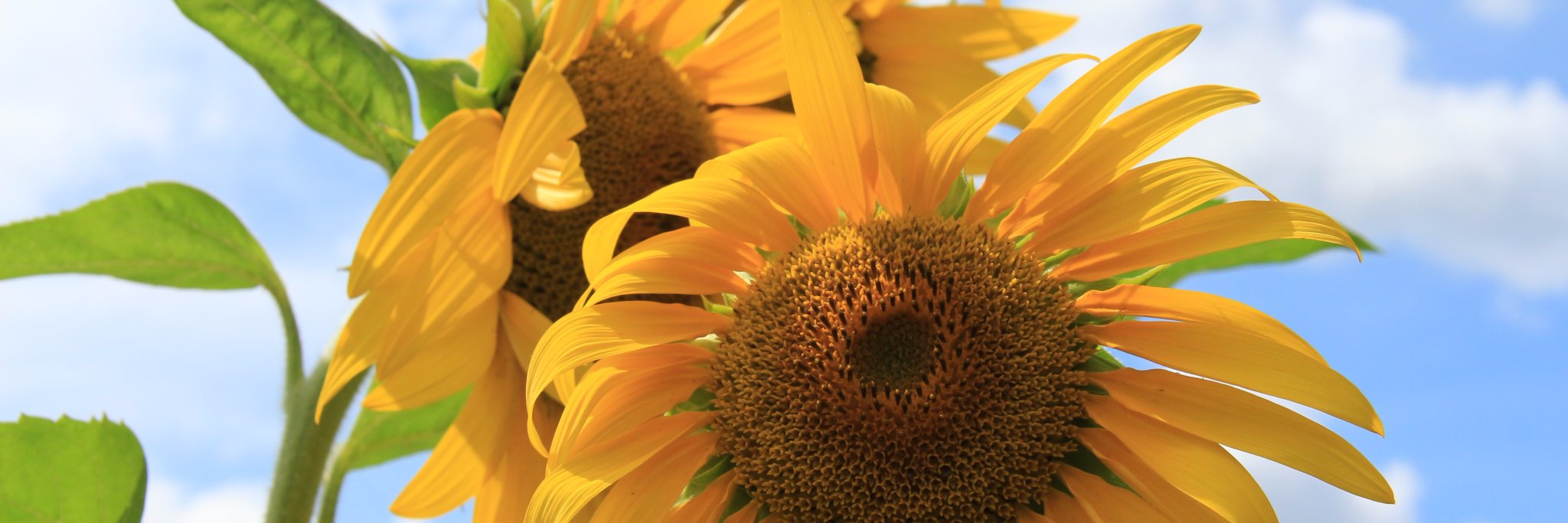 Jenni8675309's profile banner image