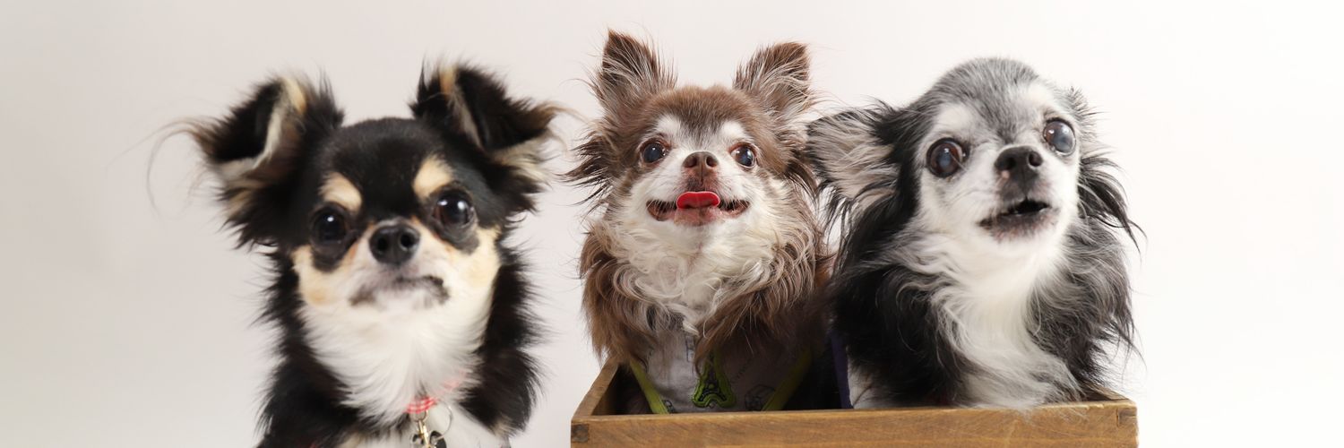chiptomint's profile banner image