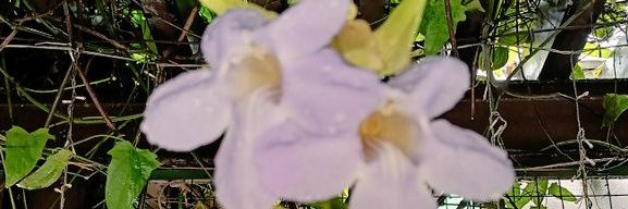 Boobearlads's profile banner image