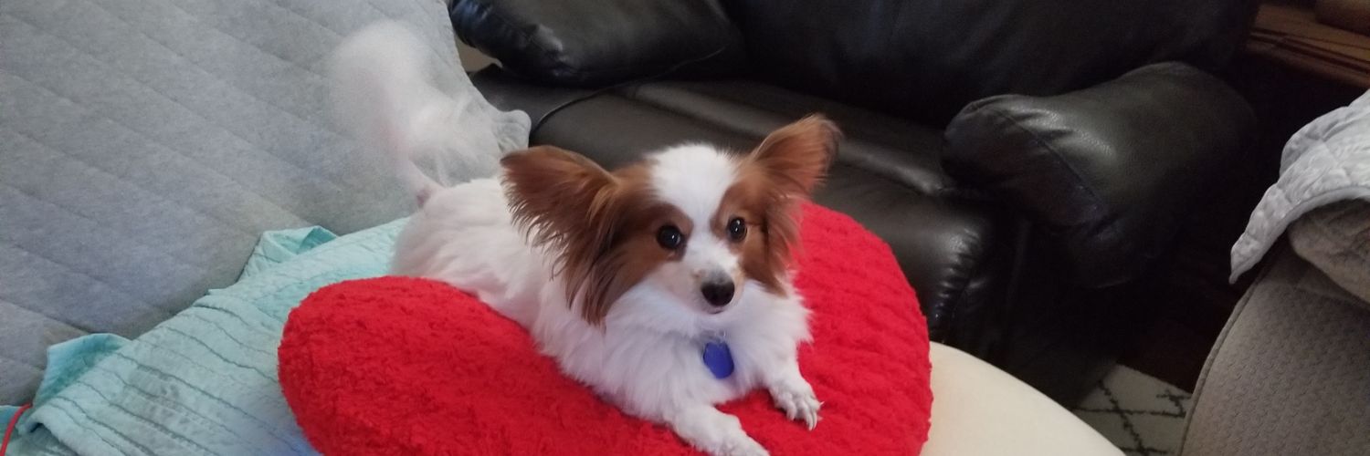 holymoocow's profile banner image