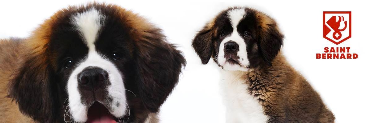 Saint Bernard banner