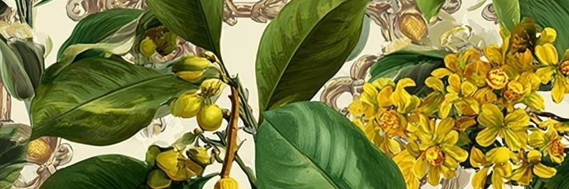 Giuliano Nascimento banner