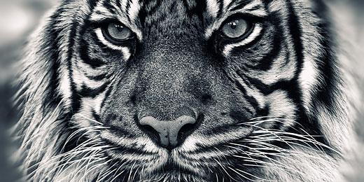 Janwelman4's profile banner image