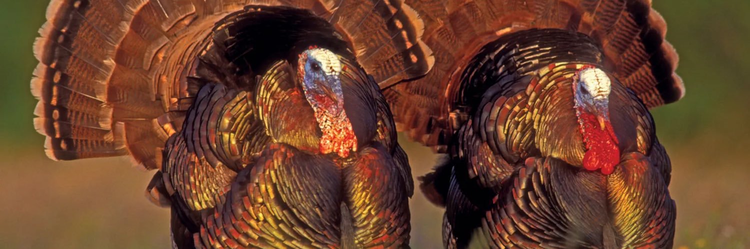 Hedo “Gobble” Türkoğlu banner