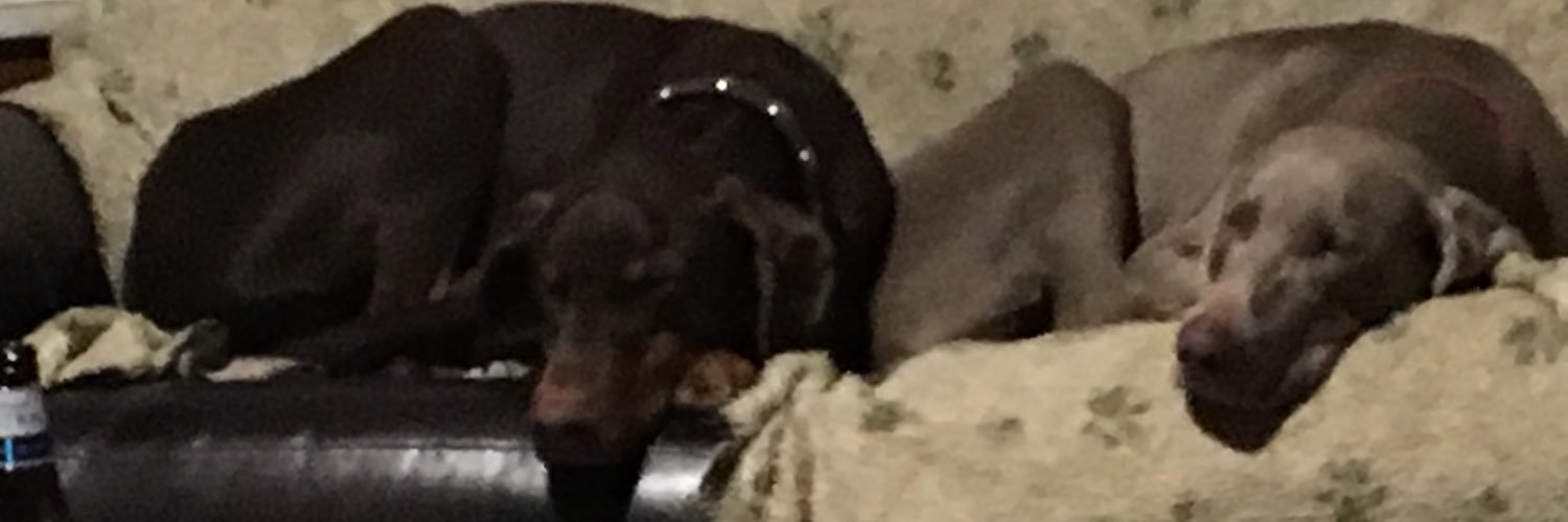 k9foster's profile banner image