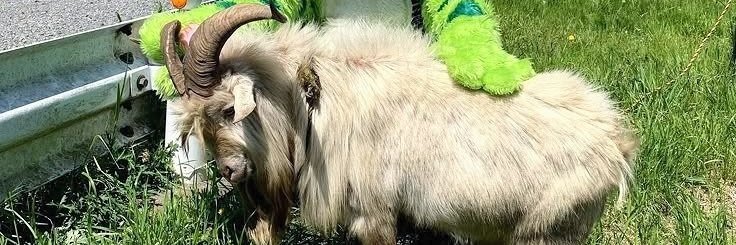 Dobryasha 羊肉 banner