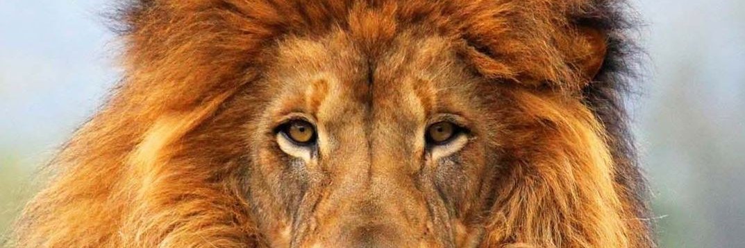 goces's profile banner image