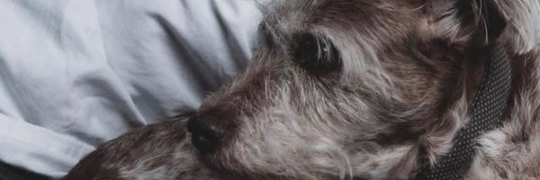 n_saurine Profile Banner