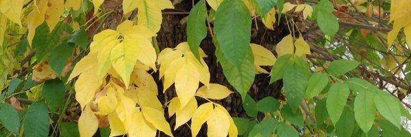 wilva72 Profile Banner