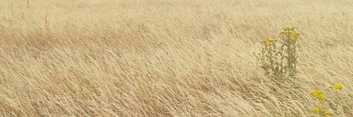 carmenasuarez's profile banner image