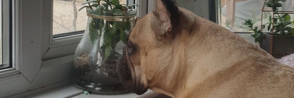 AbbeyBrides Profile Banner