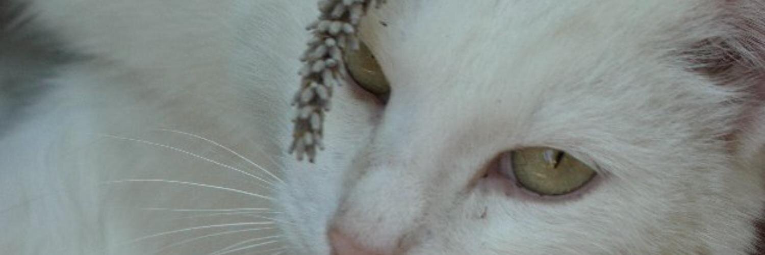 eldios's profile banner image