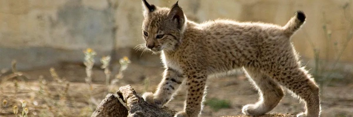 David Gallego 🇺🇦🇺🇦🇺🇦 banner