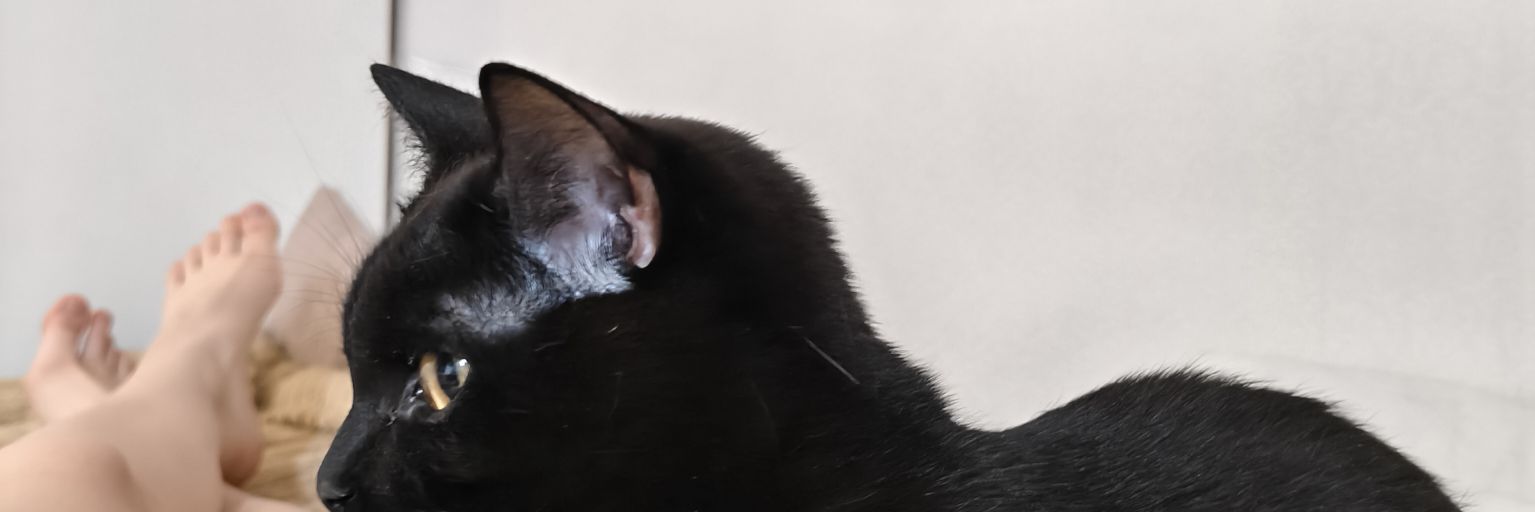 lowlightfeet banner