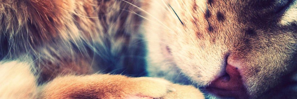ClauVanena's profile banner image