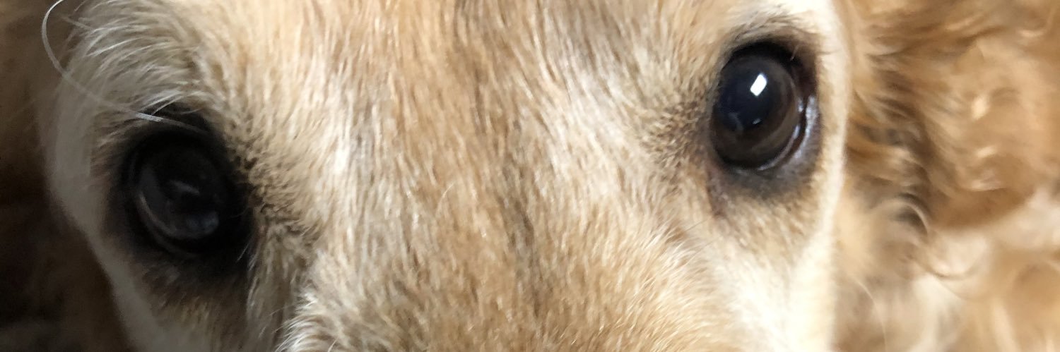 plwarman's profile banner image