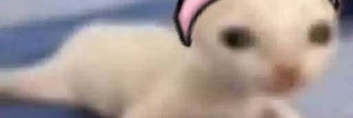 Gus BS banner