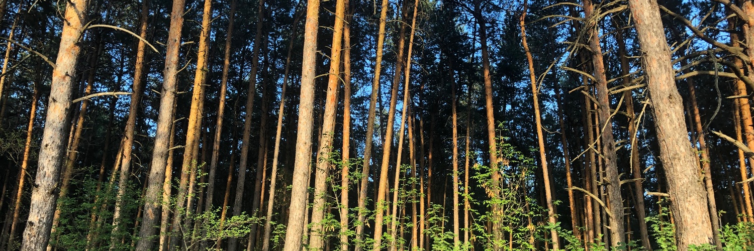 rhamdeew's profile banner image