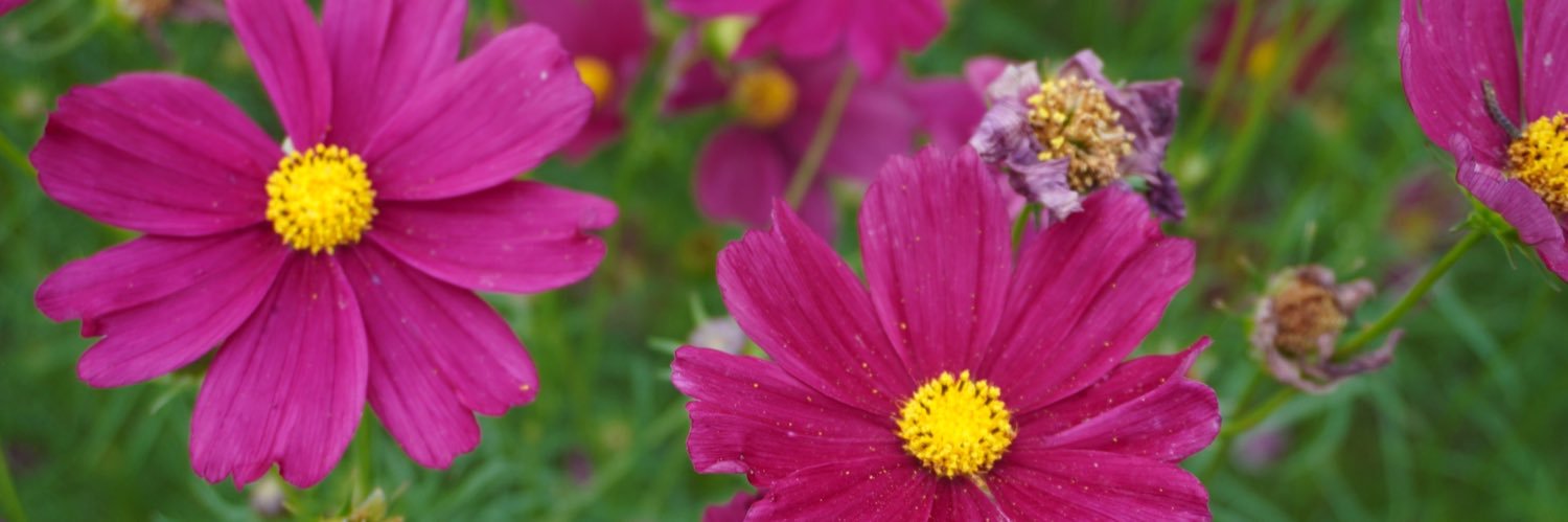 ももも☺︎3m🎀 banner